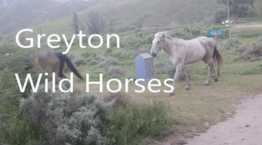 Greyton Wild Horses